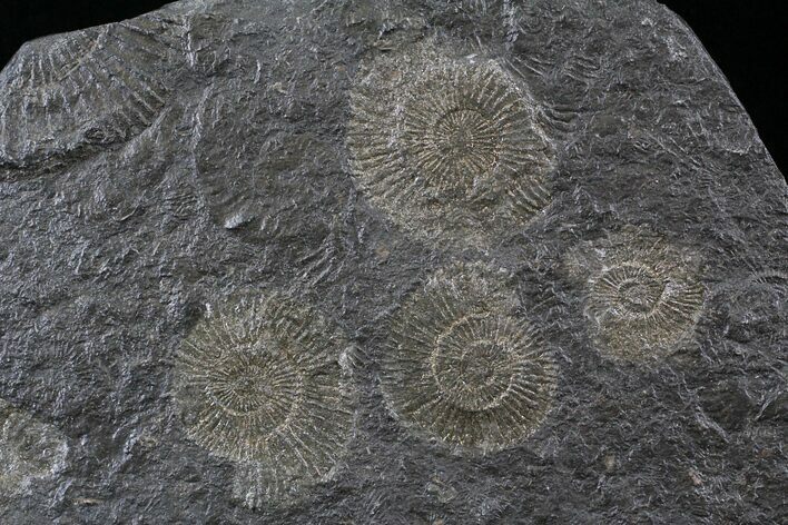 Dactylioceras Ammonite Cluster - Posidonia Shale #23164